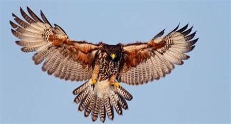 Harris's Hawk - Wildlife Facts