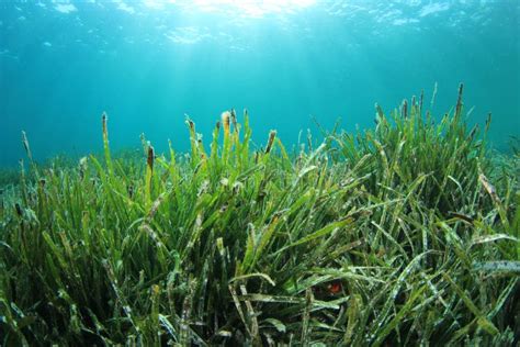 Herbe Verte Sous Marine En Mer Photo Stock Image Du Rayon Centrale