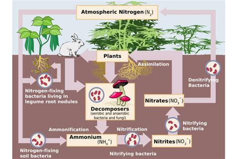 Foto Bagaimana Cara Organisme Memperoleh Nitrogen