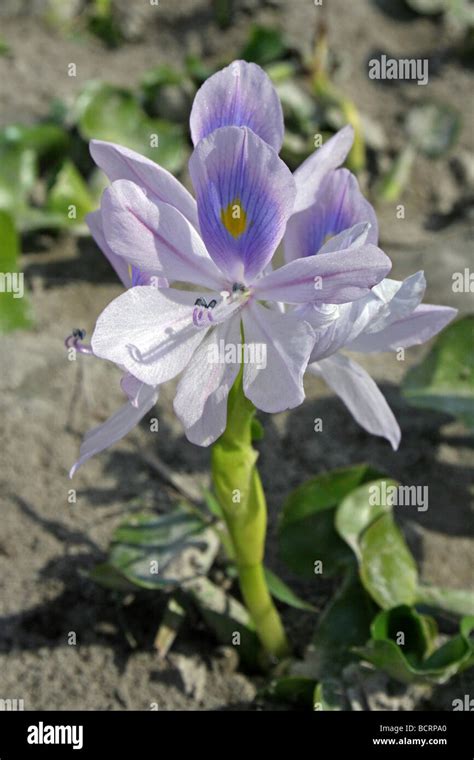 Common Water Hyacinth Meteka Eichhornia Crassipes Taken On The