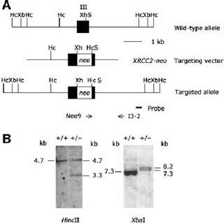 Gene Targeting At The Human XRCC2 Locus A Schematic Representation