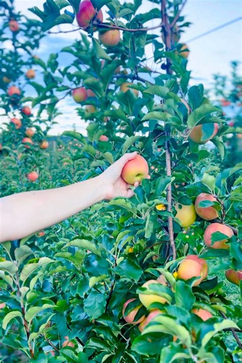 Discovering The Delightful Apple Orchards In Arkansas Somewhere In