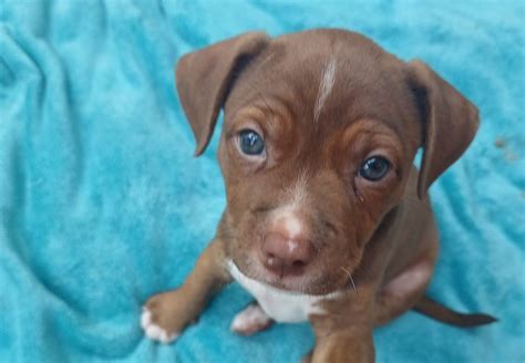 Cachorro Zeus Desapareceu No Bairro Coqueiral Cgn O Maior Portal De