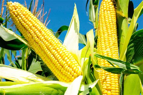 Agricultura No Brasil Caracter Sticas Do Milho Zea Mays E Zoneamento