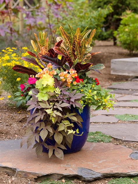 Tropical Potted Plants