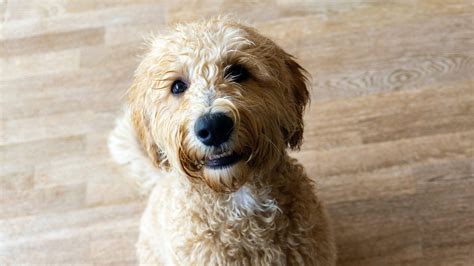 Maneras De Mantener Viva La Memoria De Tu Amado Labradoodle Con Mis