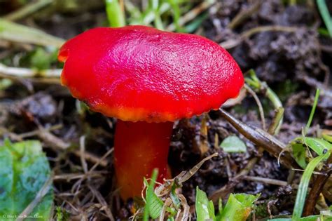 Splendid Waxcap Hygrocybe Splendidissima Mushroom Fungi Stuffed Mushrooms Fungi