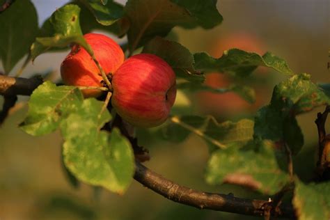 Manzana Fruta Rbol Foto Gratis En Pixabay Pixabay