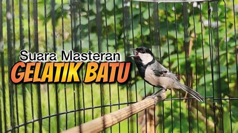 Masteran Gelatik Batu Gelatik Batu Gacor Youtube