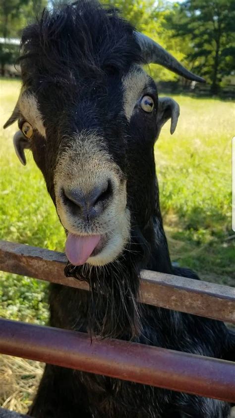 Jimmy The Goat Funny Goat Hd Phone Wallpaper Pxfuel