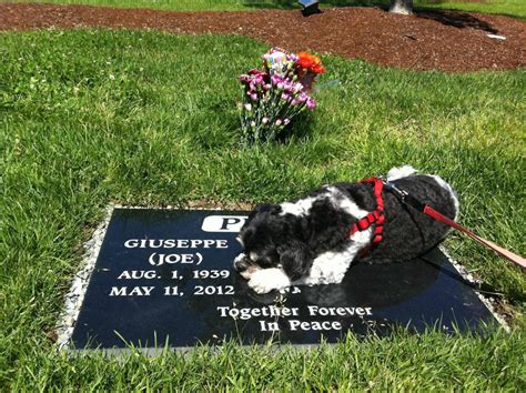 Un Chien Sur La Tombe De Son Maitre