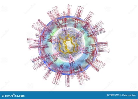 Herpes Simplex Virus Structure Stock Illustration Illustration Of