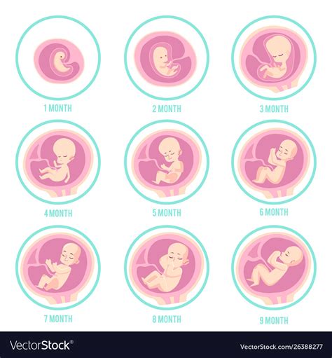 Infographic With Stages Embryo Fetus Royalty Free Vector