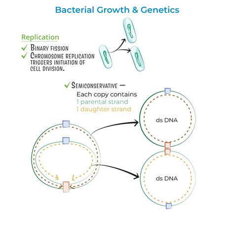 Immunology Microbiology Glossary Bacteria Chromosome Replication E