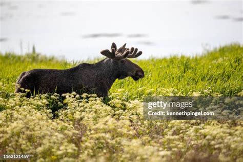 205 Moose Norway Stock Photos, High-Res Pictures, and Images - Getty Images