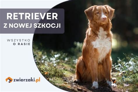 Retriever Z Nowej Szkocji Hodowla Cena Opis Rasy Toller