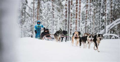 Rovaniemi Husky Park And Reindeer Farm Combo By Minibus Getyourguide