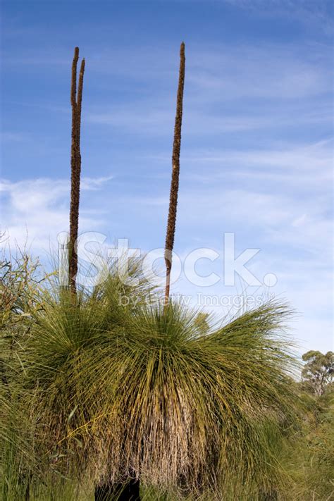 Australian Grass Tree Stock Photo | Royalty-Free | FreeImages