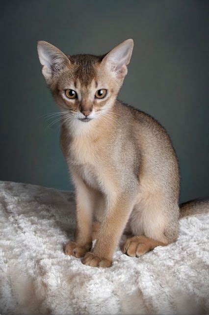 Abyssinian Cat Breed Information Center A Complete Breed Guide Artofit