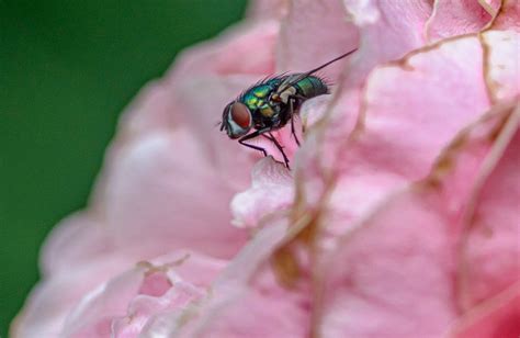 Flyga Entomologi Pollinering Gratis foto på Pixabay Pixabay