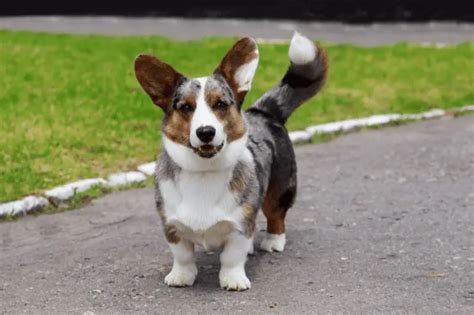 Cardigan Vs Pembroke Corgi Corgi Central