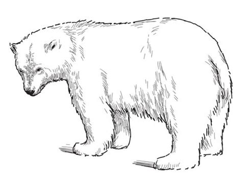 Polar Bears Drawing