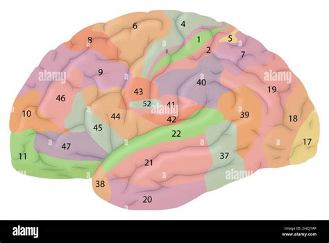 Brodmann Brain Areas Hi Res Stock Photography And Images Alamy