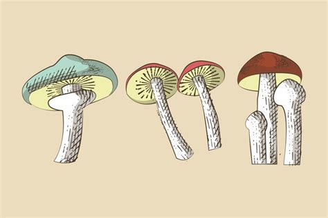 Vintage Mushroom Illustrations