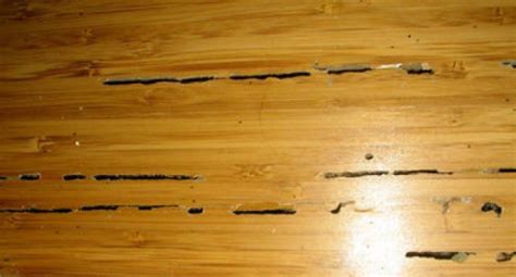 Termite Damage In Hardwood Floors What To Do Wood Floors Cleaner