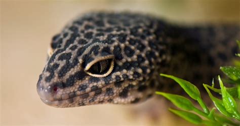 Leopard Geckos: Everything You Need To Know About Your Pet