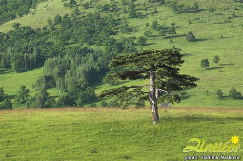 Mountain Zlatibor