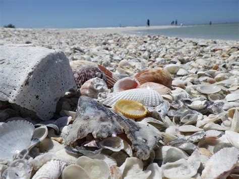 Marco Island Shells Hot Sex Picture