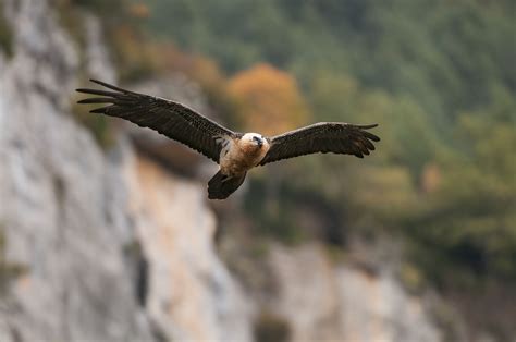 Mes Pyrénées secrètes Anoki