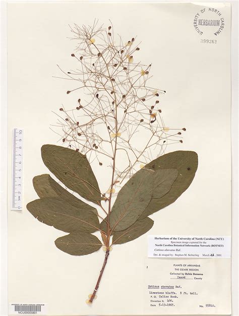 Plant Information Center - Cotinus obovatus