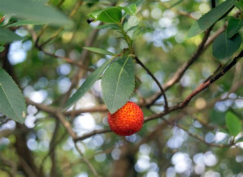 How To Grow A Strawberry Tree In Your Own Backyard Bee Garden Forest Garden Lawn And Garden