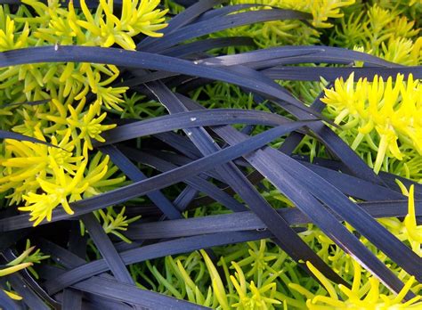 Image Result For Black Mondo Grass Black Mondo Grass Purple Plants