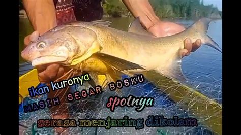 Serasa Menjaring Dalam Kolam Panen Kakap Plus Dapat Ikan Kuro Jaring