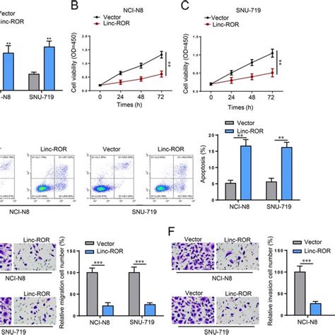 Linc ROR Inhibits Proliferation And Metastasis But Promotes Apoptosis