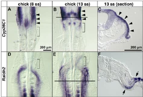 Expression Patterns Of Raldh2 And Cyp26c1 In Chicken Embryos Cyp26c1