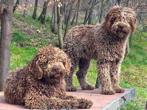 Cuccioli Lagotto Romagnolo Allevamento Delle Codeallegre