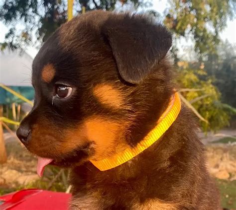 Nombres Para Rottweiler Machos Y Hembras 100 Para Elegir