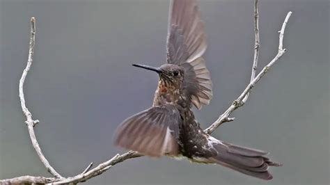 What Is The Largest Hummingbird In The World? - HummingbirdHobbyist