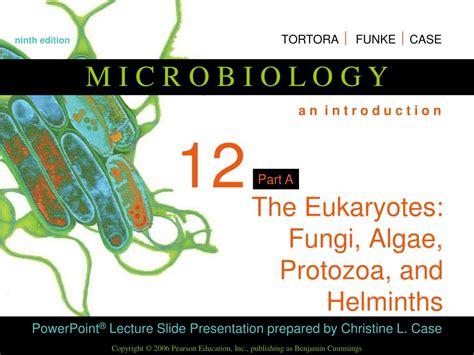 PPT The Eukaryotes Fungi Algae Protozoa And Helminths PowerPoint