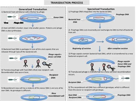 Generalized transduction: Mechanism – Microbe Online