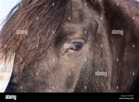 Beautiful norwegian horse, breed Dole Gudbrandsdal, portrait of animal ...