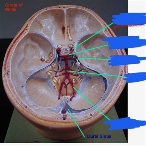 Cranial Arteries Flashcards Quizlet