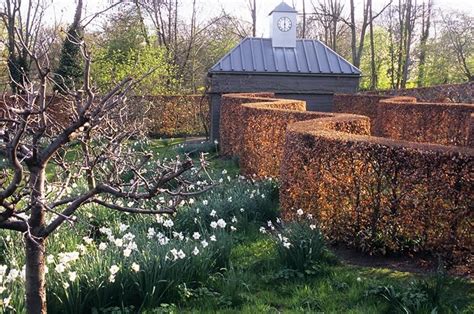 Fagus Sylvatica European Beech Hedge Instanthedge Garden Nook