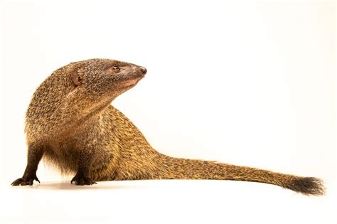 Egyptian Mongoose (Herpestes ichneumon sangronizi) - Joel Sartore