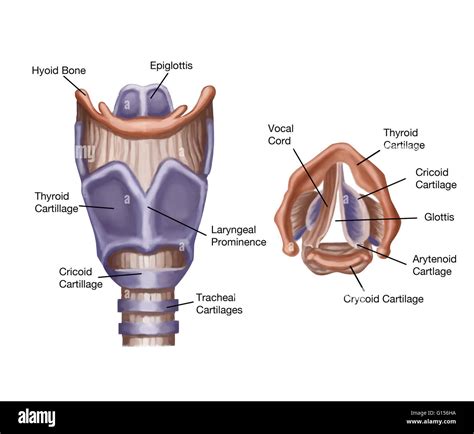 Illustration Of The Anatomy Of The Larynx Stock Photo Alamy