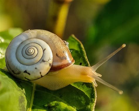 Snail Shell Slow Free Photo On Pixabay